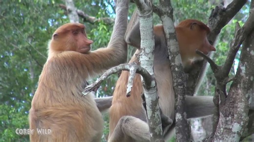 Hilarious monkey moments and funny behavior