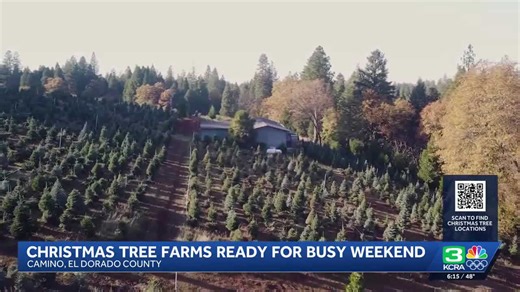 California Christmas tree farms prepare for busy weekend