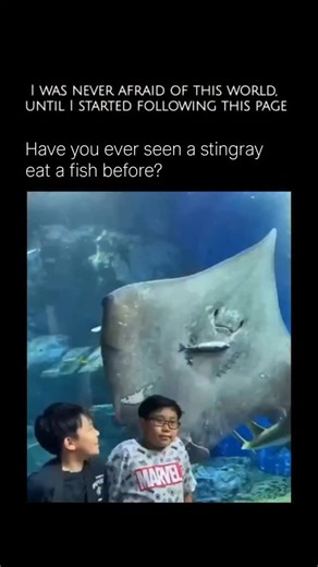 WildBlue_Planet on Instagram: "A stingray is a flat-bodied fish closely related to sharks, belonging to the group known as cartilaginous fish (their skeletons are made of cartilage instead of bone). Stingrays have wide, wing-like pectoral fins that they use to gracefully “fly” through the water, often gliding just above the seafloor. Their eyes are positioned on top of their bodies, while their mouths, nostrils, and gill slits are located underneath—an adaptation that helps them feed on prey hid