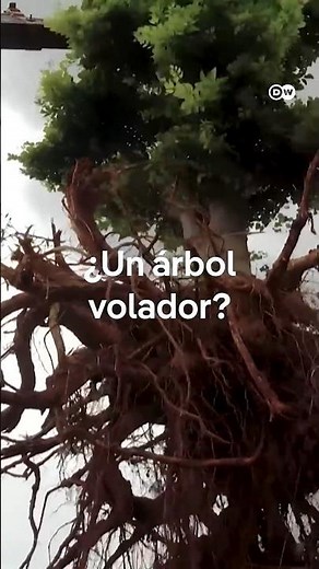 Transplante le da segunda oportunidad a árboles en la India #shorts