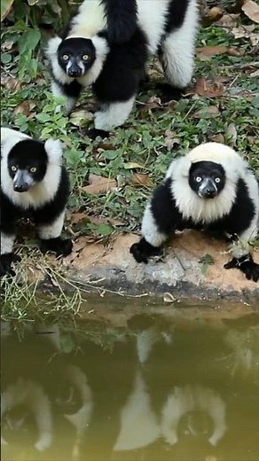 Lemur Life in Madagascar | Beautiful Primates
