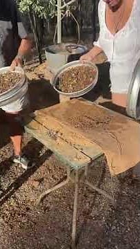 Fossicking for gems Sapphire Queensland Australia