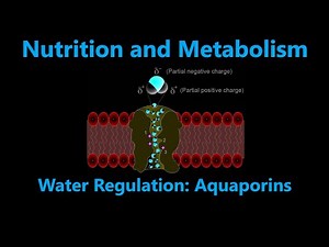 H2O Regulation by Aquaporins | Water Absorption