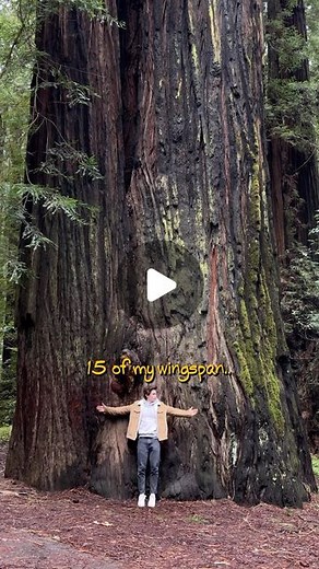 Sean Andrew on Instagram: "I explored the dark history of Earth’s tallest organism.. I highly recommend you check out @aidinrobbins video on YouTube that inspired me to check out/document the redwoods for myself. One of the best YouTube videos I’ve seen in a long time!! #nature #explore #science"