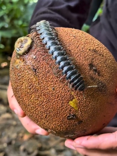 Discovering Jungle Giants: The Flat-backed Millipede