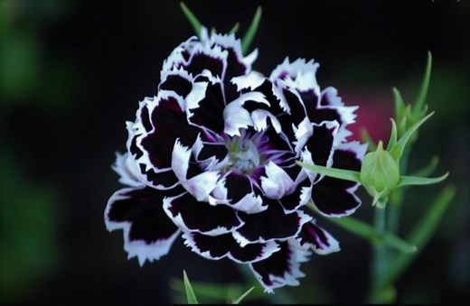 Black and White Minstrels Dianthus, Sweet William, Dianthus Chinensis DI0120 - Etsy
