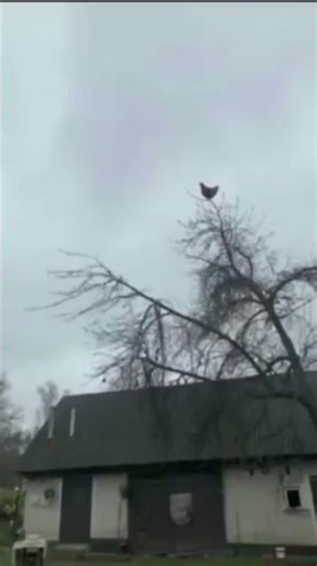 Chicken on Tree Meme 😂🐔 | Funniest Meme Ever #shorts