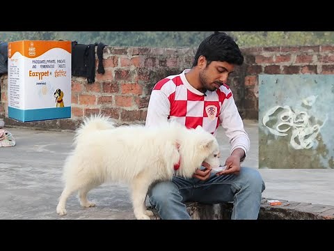 How to give dewormer || Medicine to your dog? #deworming