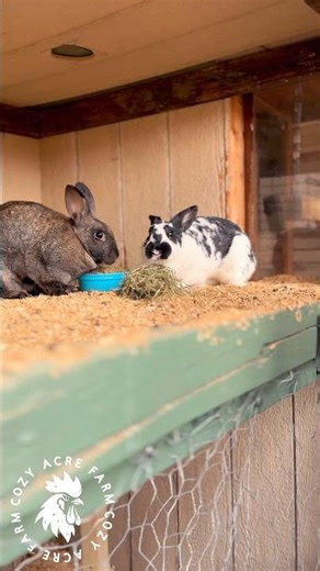 Morning Routine With My Bunnies 🐰 #farmlife #bunny #rabbit #shorts #shortvideo #short #farming