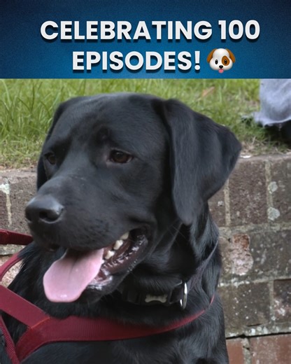 0-60 in two barks! 🏎️💨 To celebrate 100 episodes of #DogsBehavingVeryBadly, we’re looking back at the most "high-speed" highlights over the years. Join us for the 100th episode on Tuesday 8pm on 5! 🥳 #Horsepower #dogreels #Labrador | Dogs Behaving Very Badly