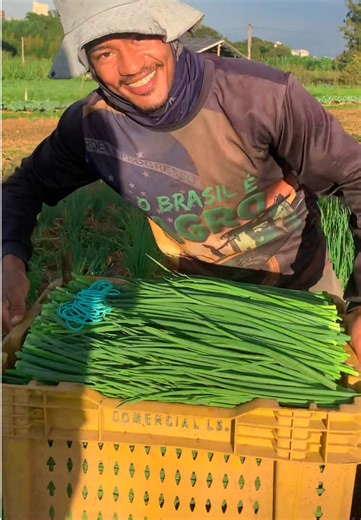 Cebolinha Fresca e Verde, Cultivo e Cuidados