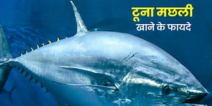 नॉनवेजिटेरियन हैं तो जरूर खाएं टूना मछली, सेहत को मिलेंगे ये 5 फायदे, साथ ही जानें कुछ नुकसान