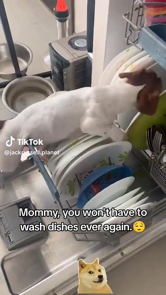 Never Wash Dishes Again! Support Jack Russell Community & Get Your Daily Dose of Cuteness