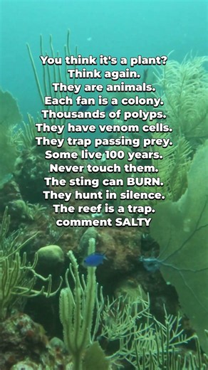 Sea Fans - The Reefs Deadly Trap