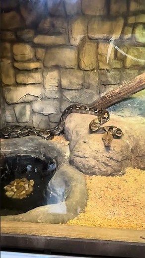 Huge Reticulated Python Snake | These Even Get Bigger Than The Green Anaconda Snake | Branson MO