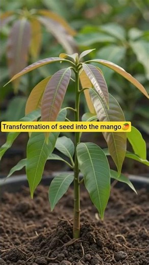 transformation of seed into the mango🥭