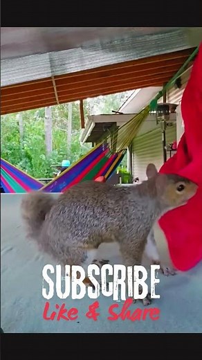 Epic Squirrel Jump Fails 🐿️😂 Funny Animals Short Video #funnyviralshort