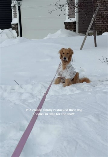 Comfrt Dog Hoodies Restocked Just in Time for Winter