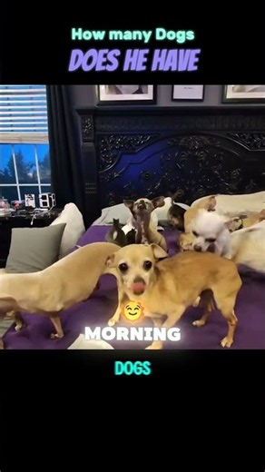 The bed situation is OUT OF CONTROL #chihuahua #dogs #meme