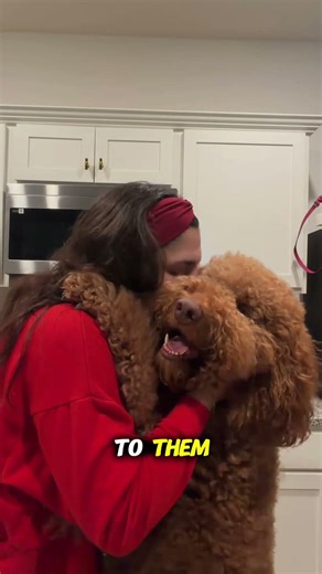 How Dogs Recognize Safe People 🛡️🐶