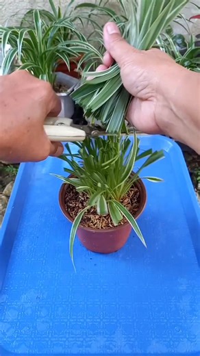 Trimming and defoliating isn't just cutting - it's caring.🌱💚✨️ #plantita #garden #plants #spiderplant #highlight #everyone | France Colinares