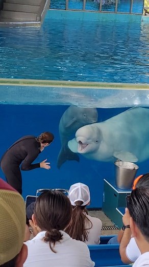 4M views · 70K reactions | Luna is one of the most successful beluga moms ever! This is her fifth calf, born June 28th this year, and all 5 are thriving to this day ❤️ #luna #beluga #belugawhale #calf #baby #babybeluga #seaworld #sanantonio #texas | EchoBeluga Photography | Facebook