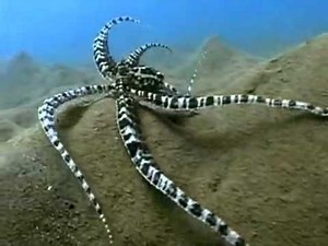 Mimic Octopus Changing Color, Shape and Behavior