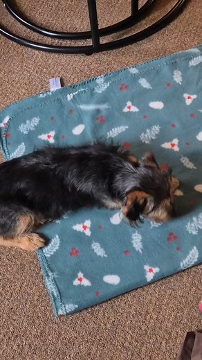 Whether you have a tiny puppy or a big teenager, a mat settle is a key skill for them to learn. These clips show a first try at mat settle for both puppy Brucey and teenager Wally. Both boys struggle to switch off and settle at home. Mat settle is a really good way to help your dog learn to be calm when you are busy, or just want to chill out (which is usually when young dogs start demanding attention/getting into mischief). #postivereinforcementtraining #louthpuppytraining #horncastlepuppytrain