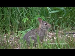 Cottontail Rabbit (Nature Sounds) Michigan - June 20, 2011 - Open Window Videos