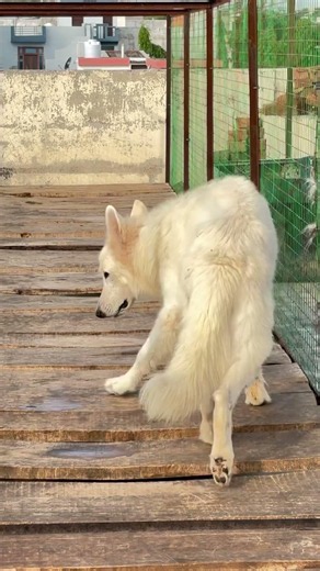 German shepherd vs labrador #germanshepheard #labrador #whitegermanshepherdfemale