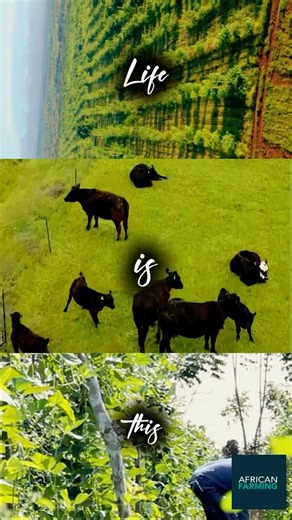 Discover African Farming 🌾 your hub for everything agriculture in Africa! 🚜✨ #AfricanFarming