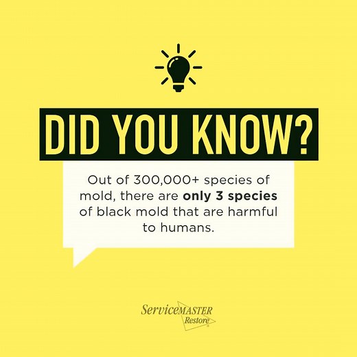 Did you know? When you spot any mold, know you can rely on ServiceMaster Restore to take care of it and your belongings! | ServiceMaster Restoration by BT Services