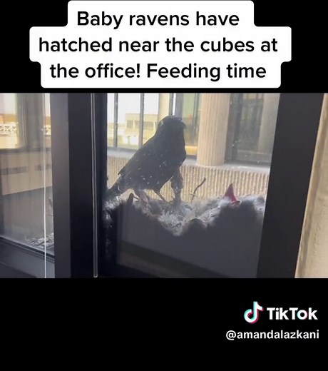 Feeding Time for Baby Ravens in the Office!