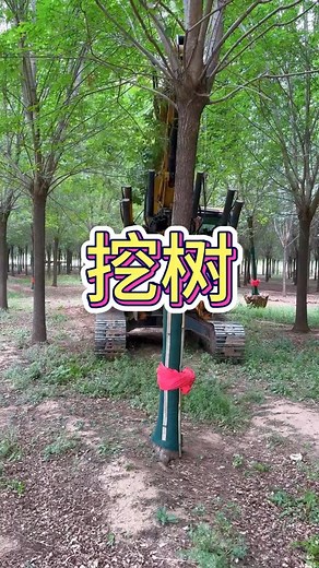 Dig deep ❤️ grow tall ❤️ - - - - - #evergreentree #treedigger #naturelove #comiclife #dailycomics #comicart #comicstrips #digitalart #comicworld #comicdrawing #plantpower | Evergreen Digger | Facebook