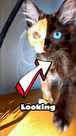 Half-Black Half-Orange Cat With Two DIFFERENT EYES! 🐈✨🐈‍⬛ #shorts