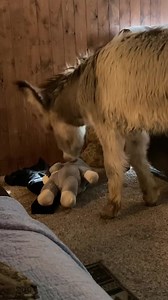 Little Walter playing with his stuffed animal Walter🤣 He is so cute little! ❤️ This heat is getting to us and to top that off, it is windy. Worlds largest hair dryer outside 🫠 Love everyone, be kind to each other, and have a great night. | Walter the orphan from Oatman’s happy new life