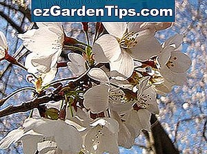Comment tailler les arbres de cornouiller Kousa 🌱 Conseils Jardiniers - Fr.ezGardenTips.com