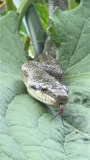 Aodaisho (Jp Rat Snake) catch and release #アオダイショウ #へび #ratsnake #japan #hiking_gifu
