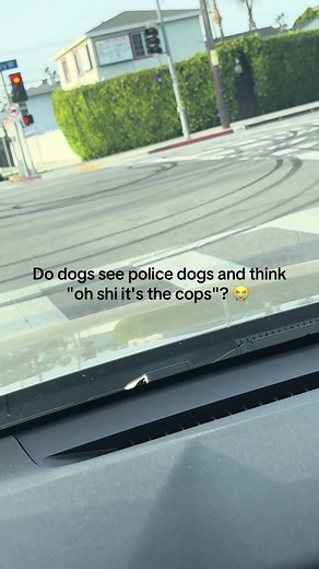 Hot take or just me??? | dogs