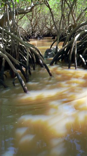 Mysterious Creature Spotted Under Mangrove Trees 😨