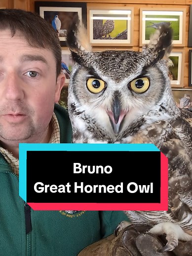 Meet Bruno: The Great Horned Owl You Need to Know