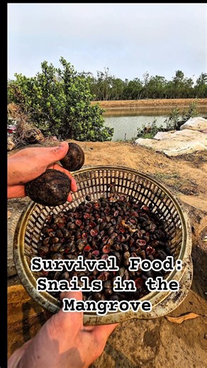 Survival Food: Catching Snails in the Mangrove #survival #food #farming #bushcraft #countrylife