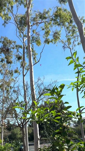 Can you spot the hang glider?