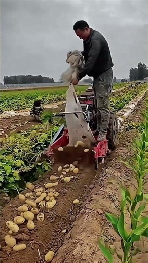 Smart Farming – Efficient Potato Harvesting with a Mini Tractor