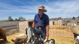 86K views · 7.3K reactions | Breeding, Raising Goats! Check...
