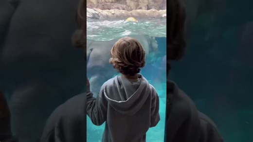 See a baby hippo splash with a large pumpkin