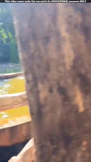 The Hippo Poop Helicopter 🦛💩 | #shorts #viralvideo #facts | FactBite