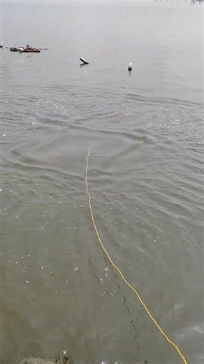 🔥best cast net fishing 💥 പുഴയിലെ വല വീശൽ 🐟 #shorts