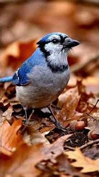 How Blue Jays Shape Forests Through Memory and Sound