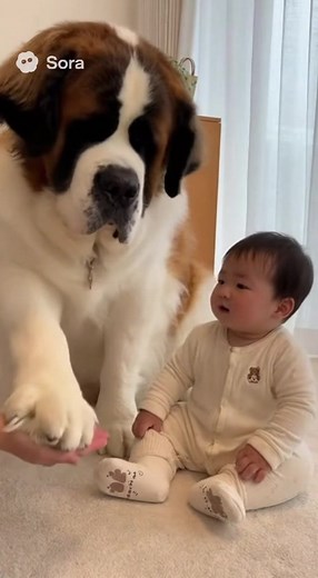 赤ちゃんとセントバーナードの癒し日常